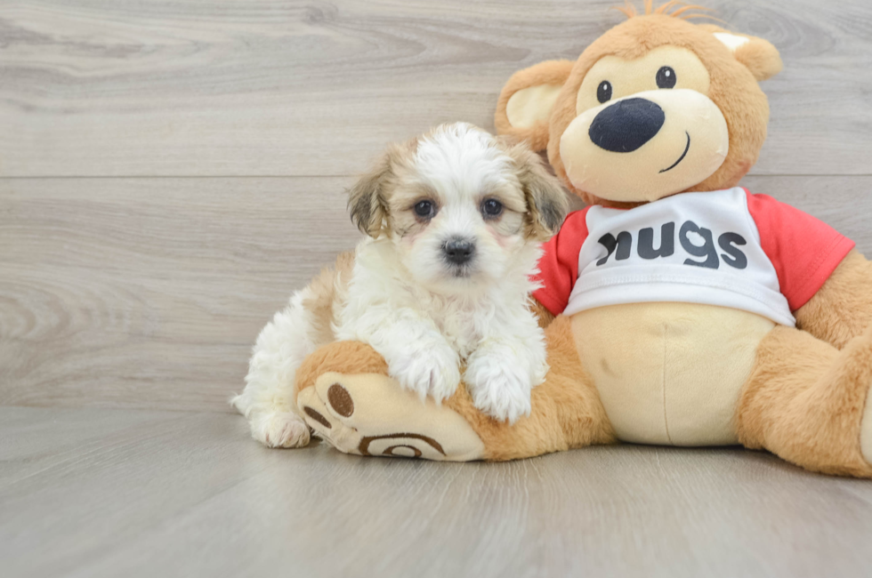 6 week old Teddy Bear Puppy For Sale - Florida Fur Babies