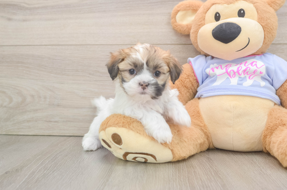 5 week old Teddy Bear Puppy For Sale - Florida Fur Babies