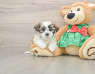 6 week old Teddy Bear Puppy For Sale - Florida Fur Babies