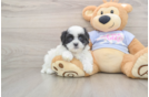 Fluffy Teddy Bear Designer Pup