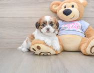 5 week old Teddy Bear Puppy For Sale - Florida Fur Babies