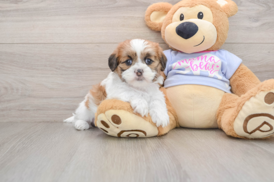 Teddy Bear Puppy for Adoption