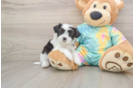 Fluffy Teddy Bear Designer Pup