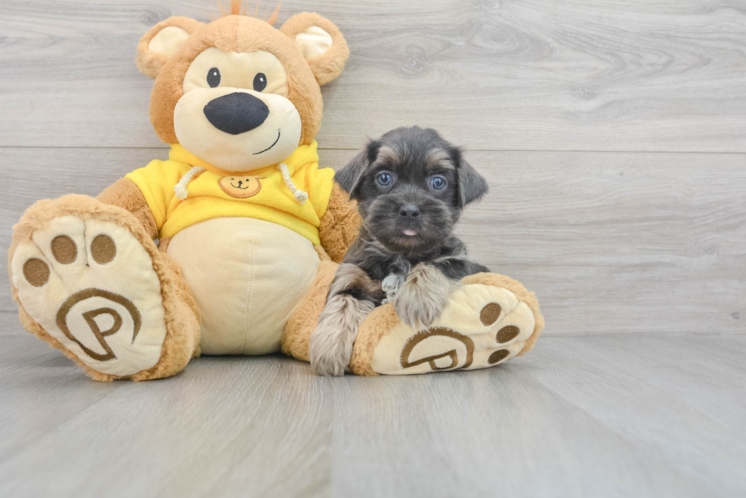 Toy teddy bear hot sale puppies for sale