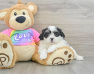 9 week old Teddy Bear Puppy For Sale - Florida Fur Babies