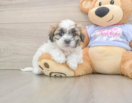 5 week old Teddy Bear Puppy For Sale - Florida Fur Babies
