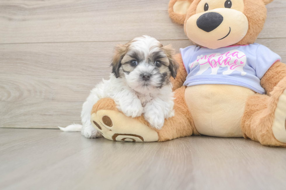 5 week old Teddy Bear Puppy For Sale - Florida Fur Babies