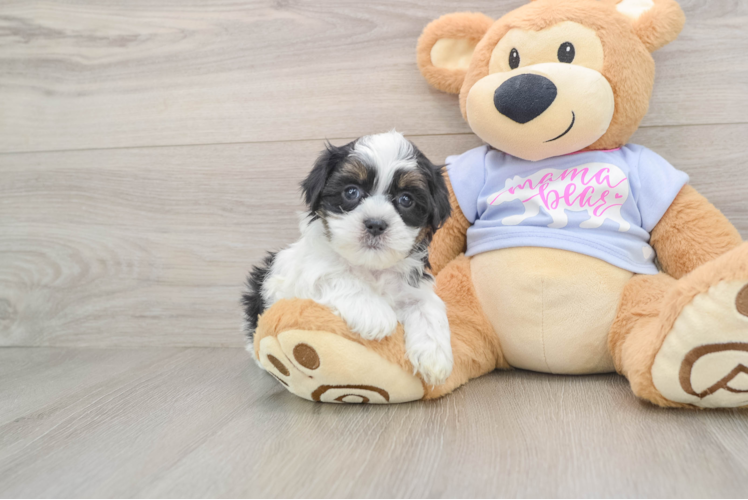 Friendly Teddy Bear Baby