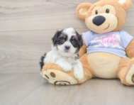6 week old Teddy Bear Puppy For Sale - Florida Fur Babies