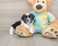 6 week old Teddy Bear Puppy For Sale - Florida Fur Babies