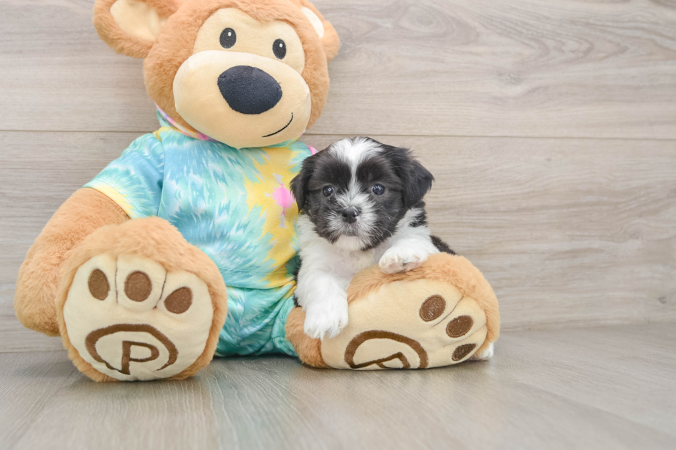 Teddy Bear Pup Being Cute