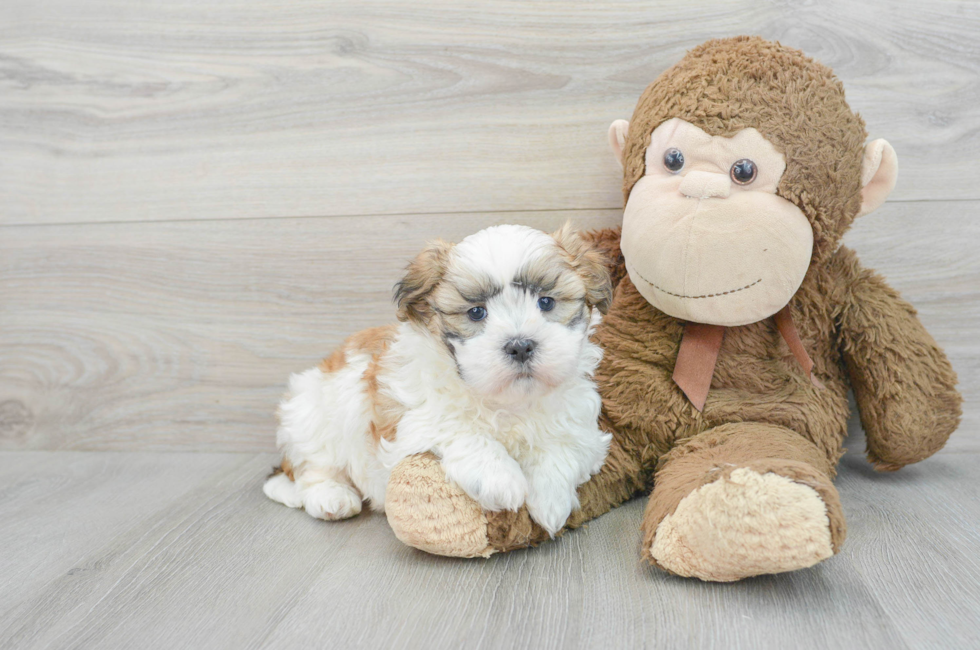 7 week old Teddy Bear Puppy For Sale - Florida Fur Babies