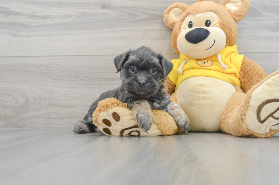 9 week old Teddy Bear Puppy For Sale - Florida Fur Babies