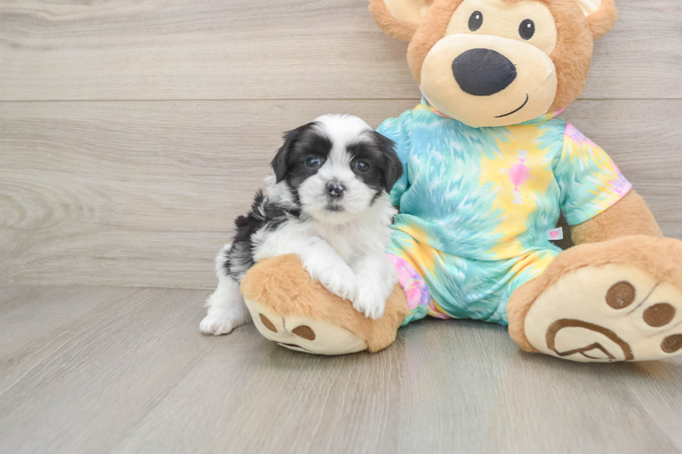 Best Teddy Bear Baby