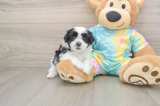 Best Teddy Bear Baby