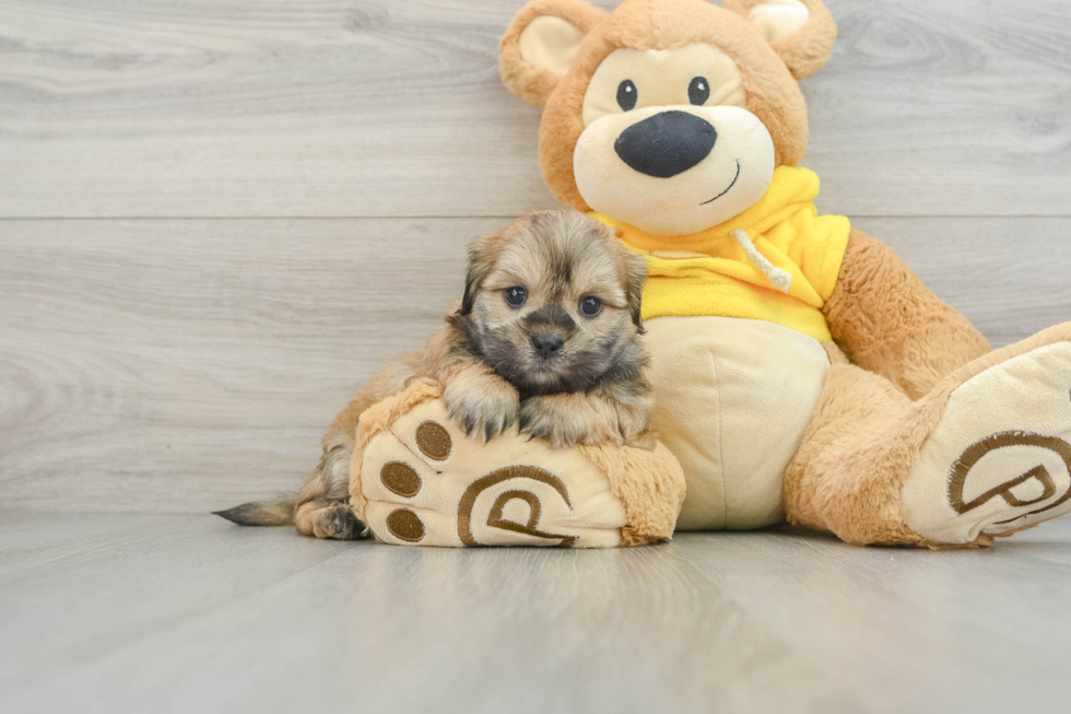 Teddy Bear Puppy for Adoption