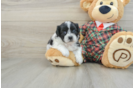 Petite Teddy Bear Designer Pup