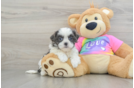 Petite Teddy Bear Designer Pup