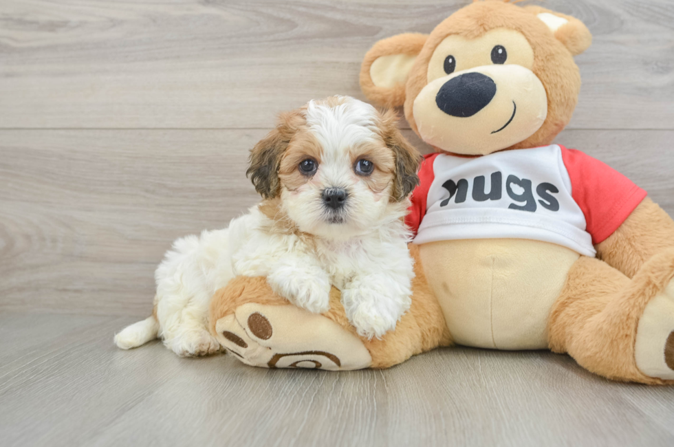 6 week old Teddy Bear Puppy For Sale - Florida Fur Babies