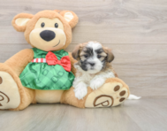 6 week old Teddy Bear Puppy For Sale - Florida Fur Babies