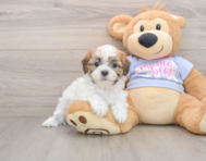 5 week old Teddy Bear Puppy For Sale - Florida Fur Babies