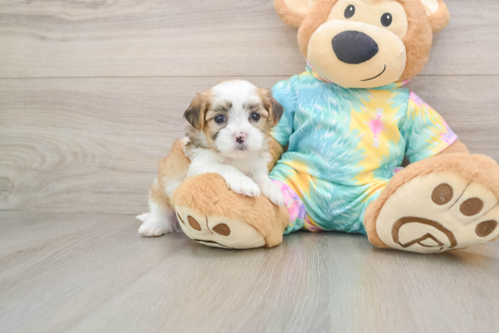 Sweet Teddy Bear Baby