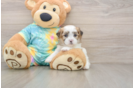 Teddy Bear Puppy for Adoption