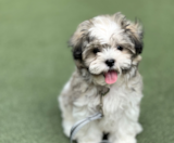Teddy Bear Puppies For Sale Florida Fur Babies