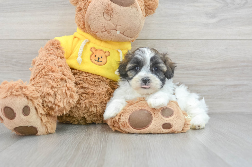 9 week old Teddy Bear Puppy For Sale - Florida Fur Babies