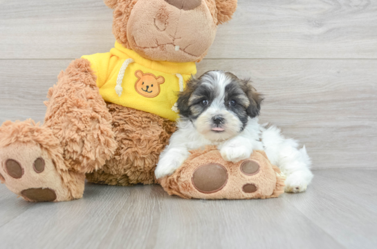Teddy Bear Puppy for Adoption