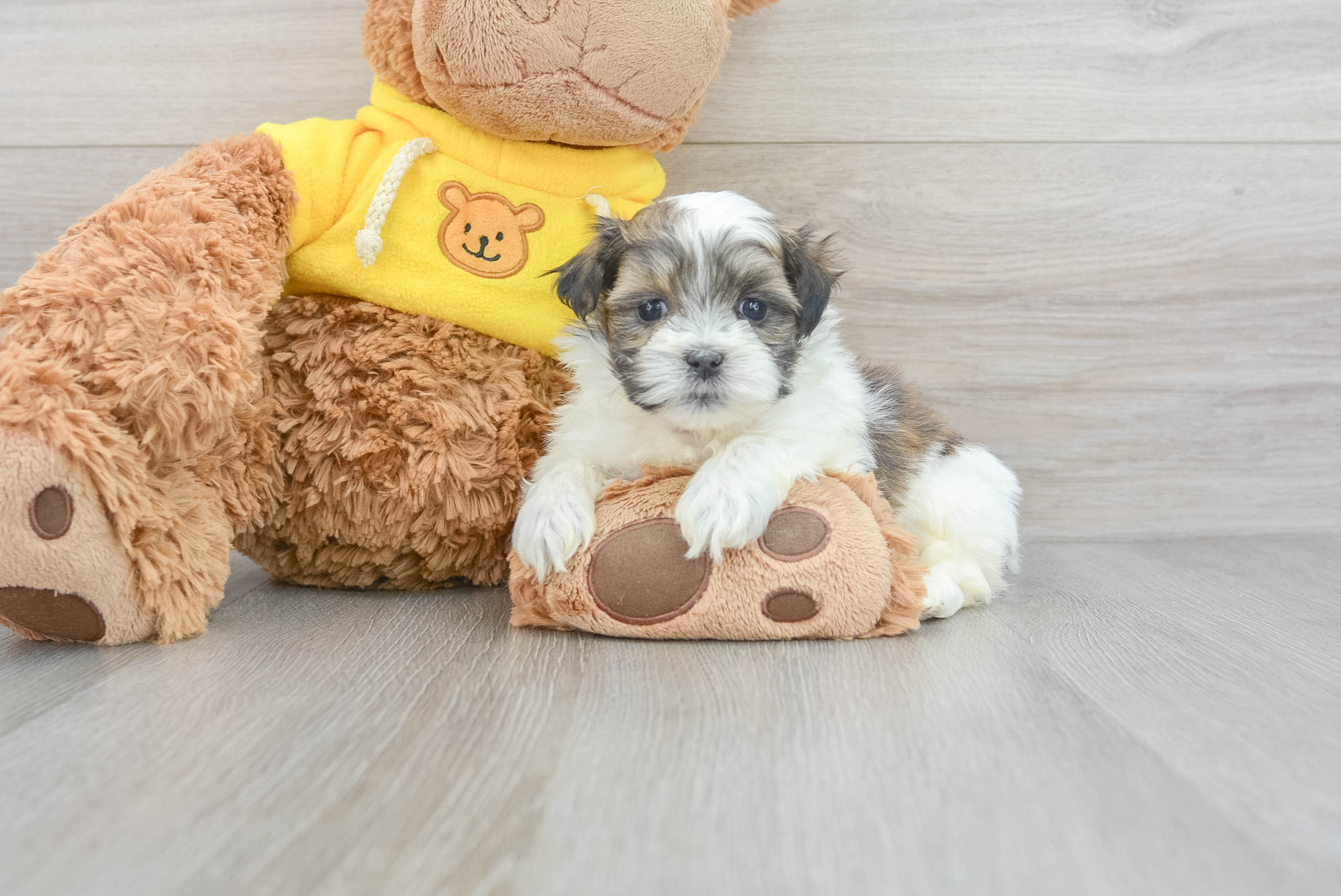 Toy teddy shop bear puppies