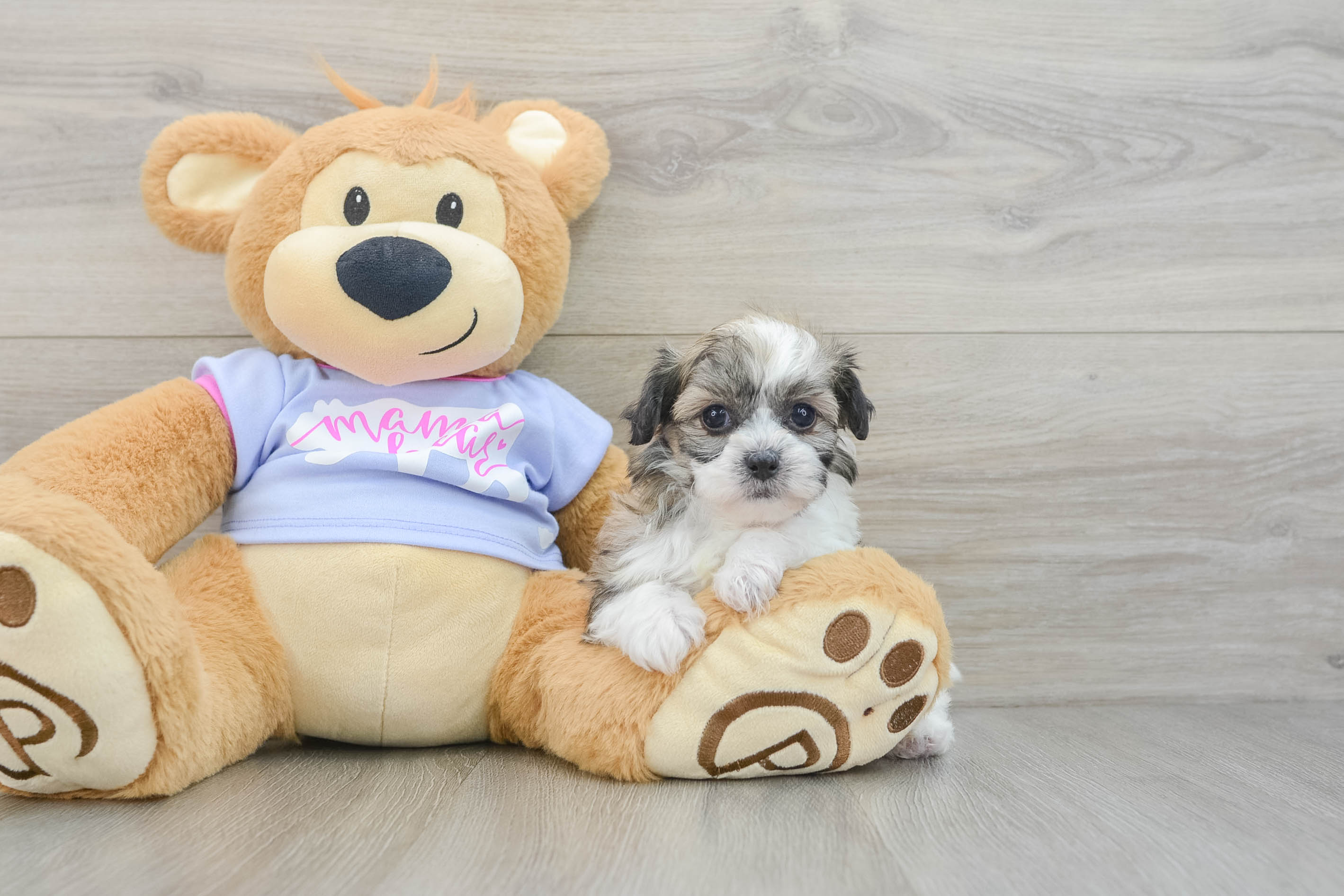 Teddy bear dog price on sale