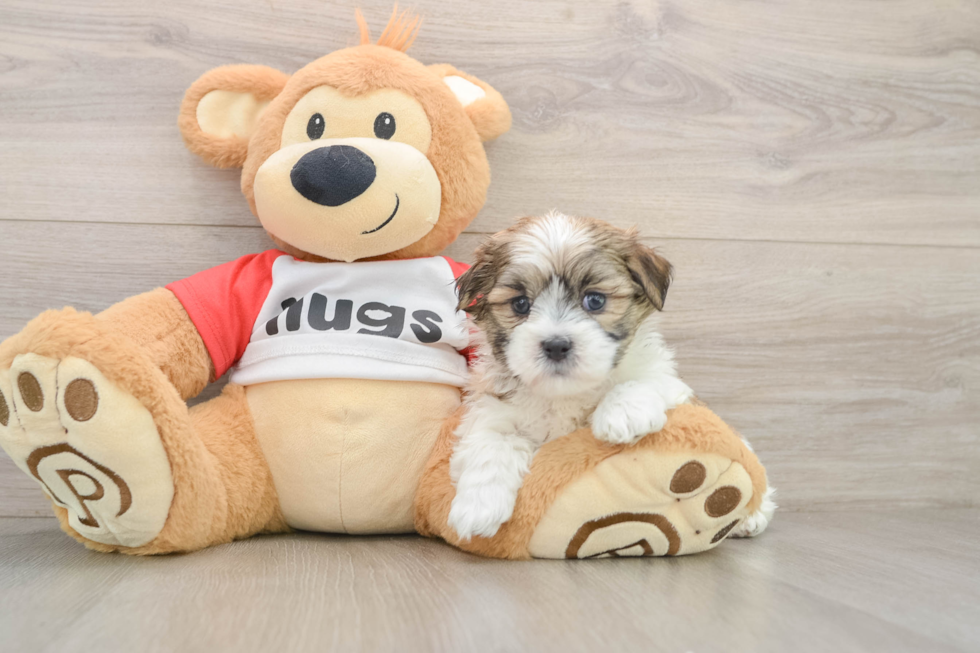 Friendly Teddy Bear Baby