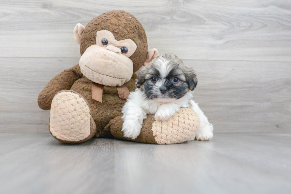 Teddy Bear Puppy for Adoption