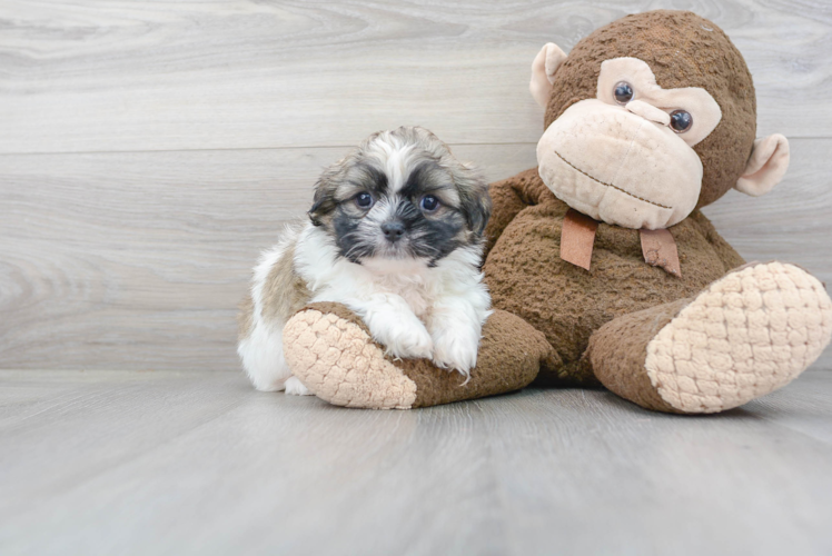 Best Teddy Bear Baby