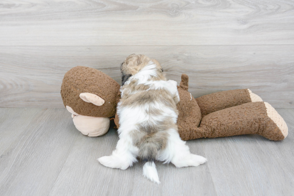 Teddy Bear Puppy for Adoption