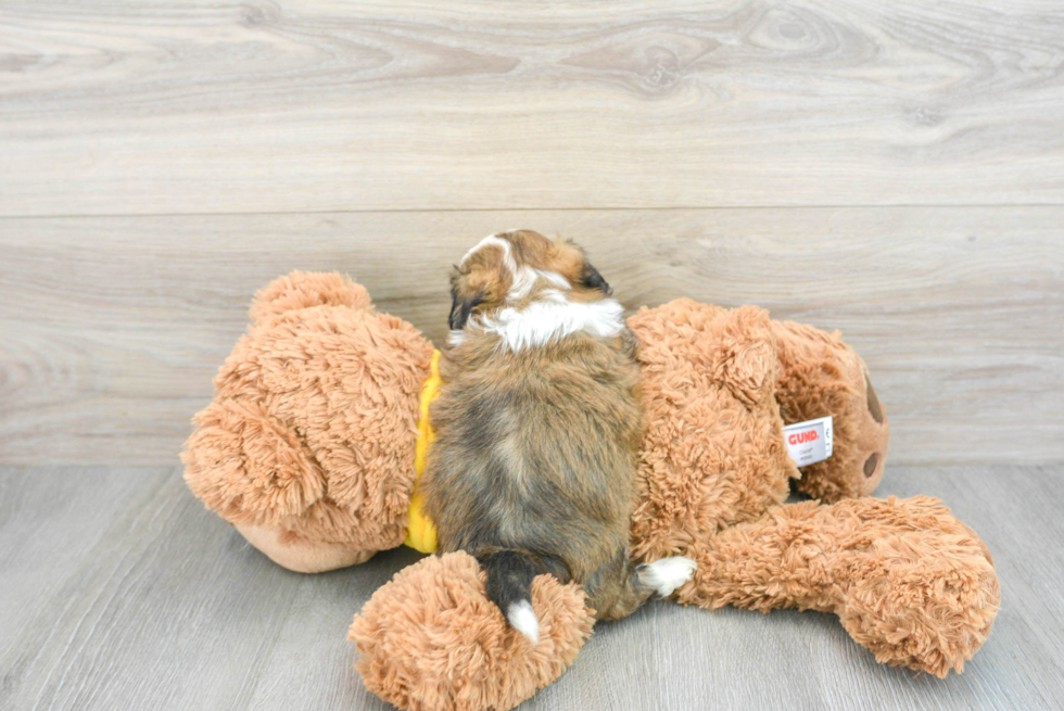Happy Teddy Bear Baby
