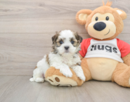 8 week old Teddy Bear Puppy For Sale - Florida Fur Babies