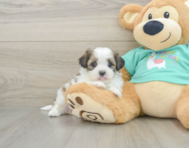 6 week old Teddy Bear Puppy For Sale - Florida Fur Babies