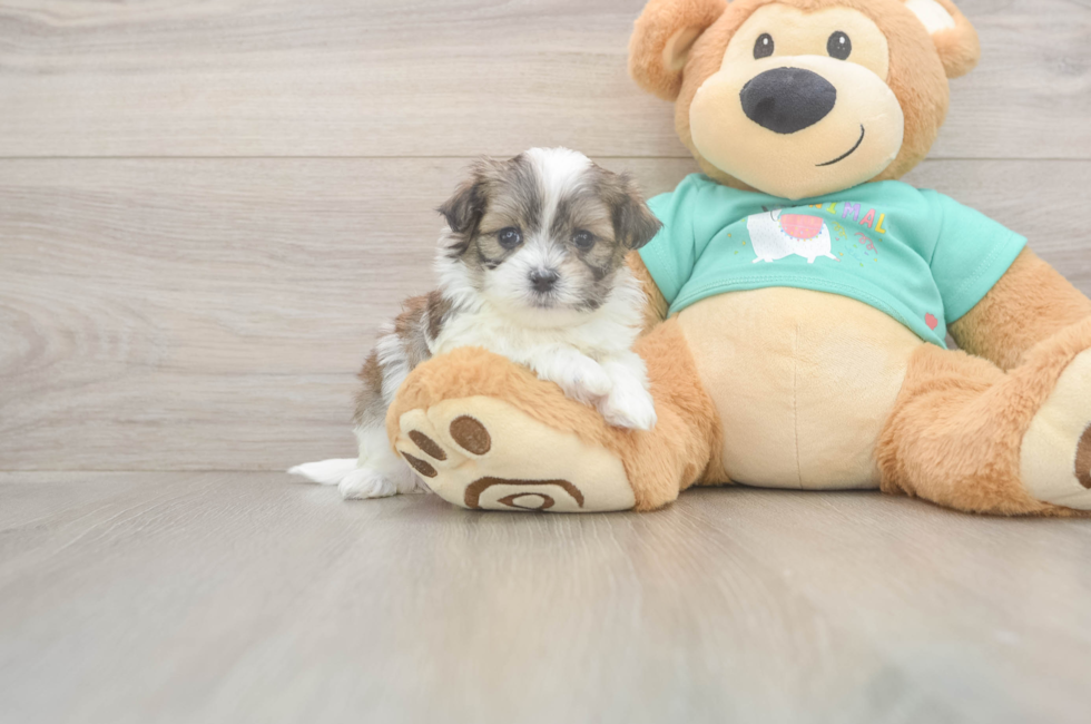5 week old Teddy Bear Puppy For Sale - Florida Fur Babies