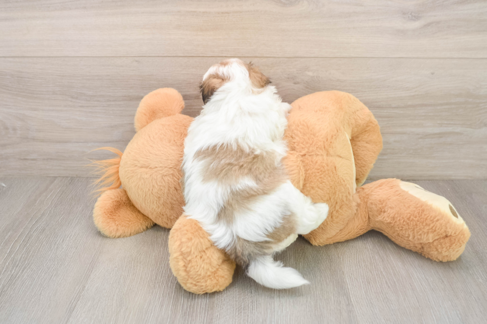 Funny Teddy Bear Designer Pup