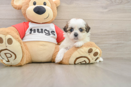 Teddy Bear Pup Being Cute