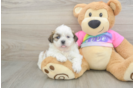 Teddy Bear Pup Being Cute