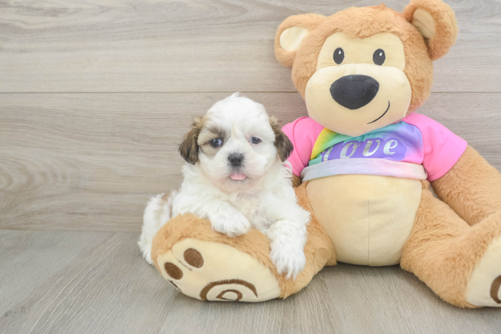 Teddy Bear Pup Being Cute