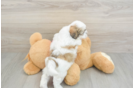 Teddy Bear Pup Being Cute