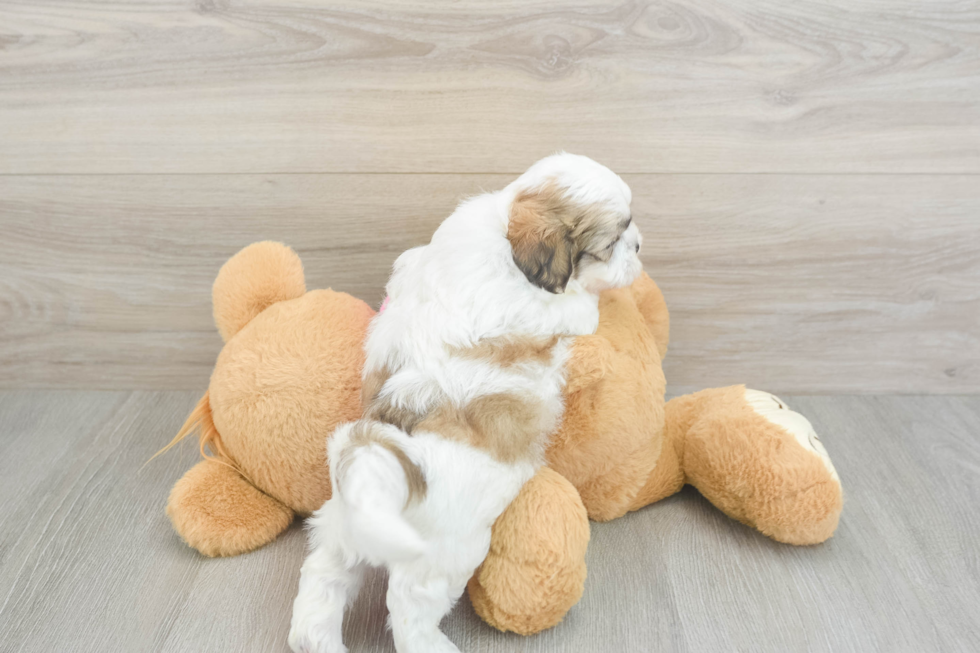 Teddy Bear Pup Being Cute