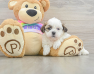9 week old Teddy Bear Puppy For Sale - Florida Fur Babies
