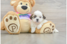Popular Teddy Bear Designer Pup