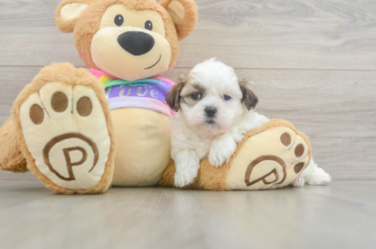 Popular Teddy Bear Designer Pup