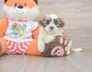 7 week old Teddy Bear Puppy For Sale - Florida Fur Babies